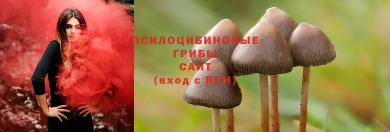 купить   Ковдор  Галлюциногенные грибы Cubensis 